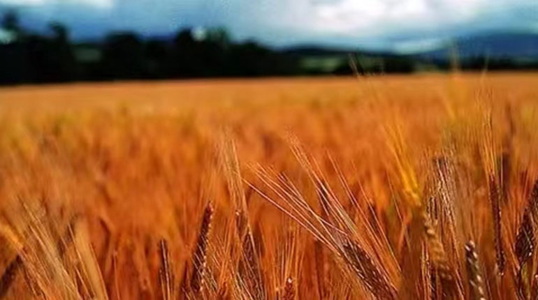 Whisky raw material - Golden promise barley